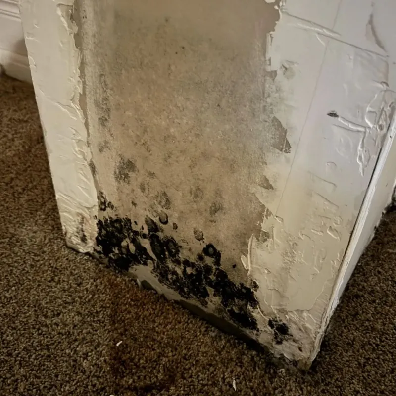 Professional Mold Removal in Brentwood, PA